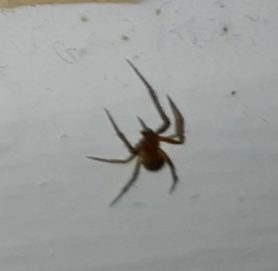 Picture of Nesticodes rufipes (Red House Spider)