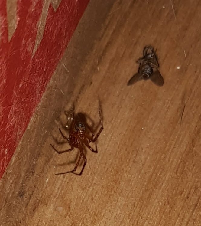 Picture of Nesticodes rufipes (Red House Spider) - Ventral,Prey