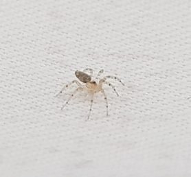 Picture of Oecobiidae (Wall Spiders) - Lateral