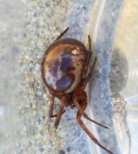 Picture of Steatoda nobilis (Noble False Widow) - Lateral