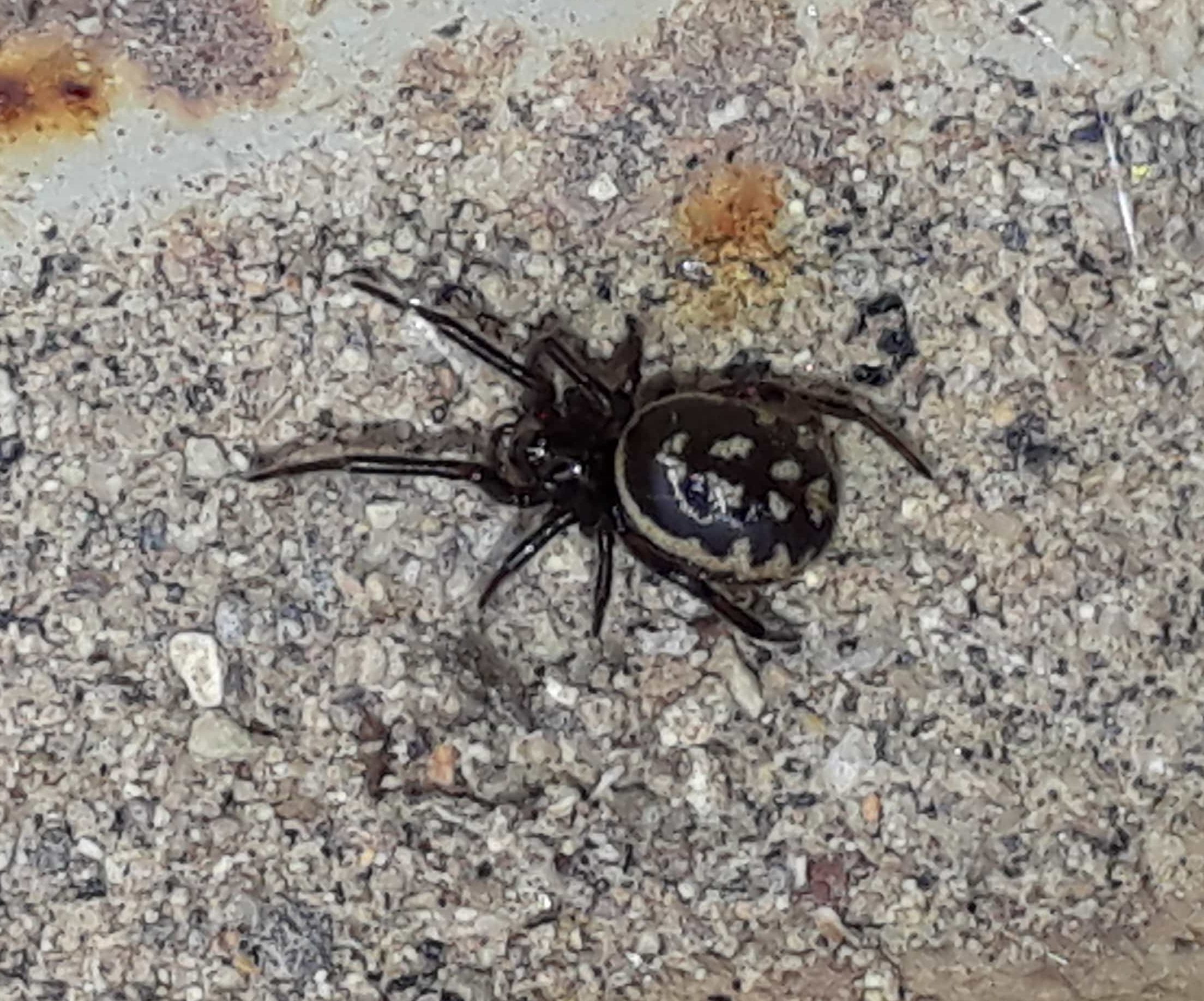 Picture of Steatoda albomaculata (White-spotted False Widow) - Dorsal