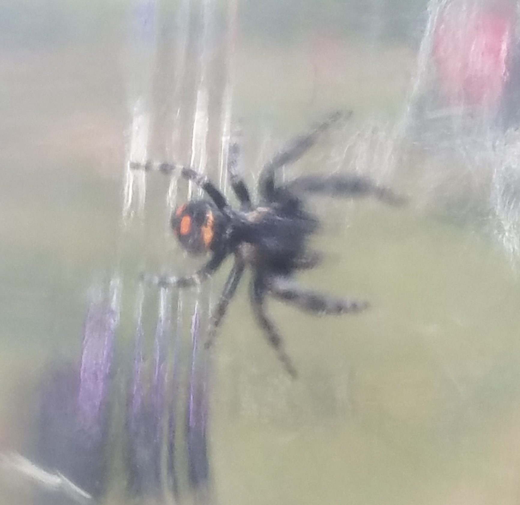 Picture of Phidippus regius (Regal Jumping Spider) - Dorsal