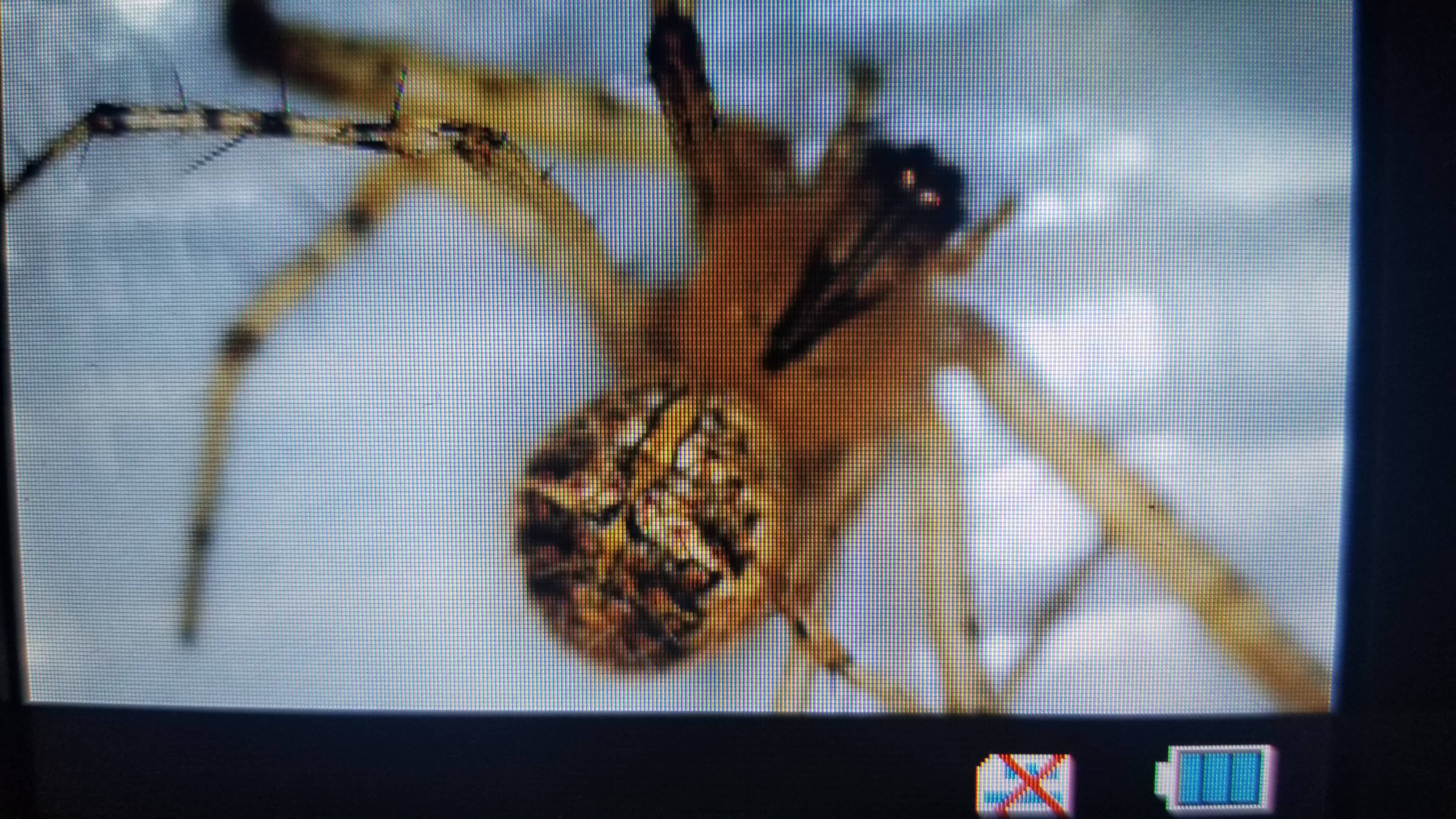 Picture of Mimetidae (Pirate Spiders) - Dorsal