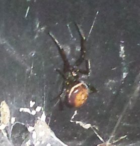 Picture of Steatoda bipunctata (Rabbit Hutch Spider) - Dorsal