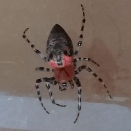 Featured spider picture of Alpaida gallardoi (Araña Tejedora Roja)
