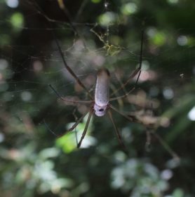 Picture of Nephila cornuta - Dorsal,Webs