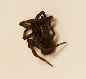 Picture of Tigrosa annexa - Lateral