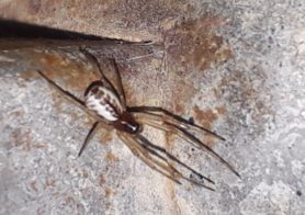 Picture of Linyphiidae (Money Spiders) - Dorsal