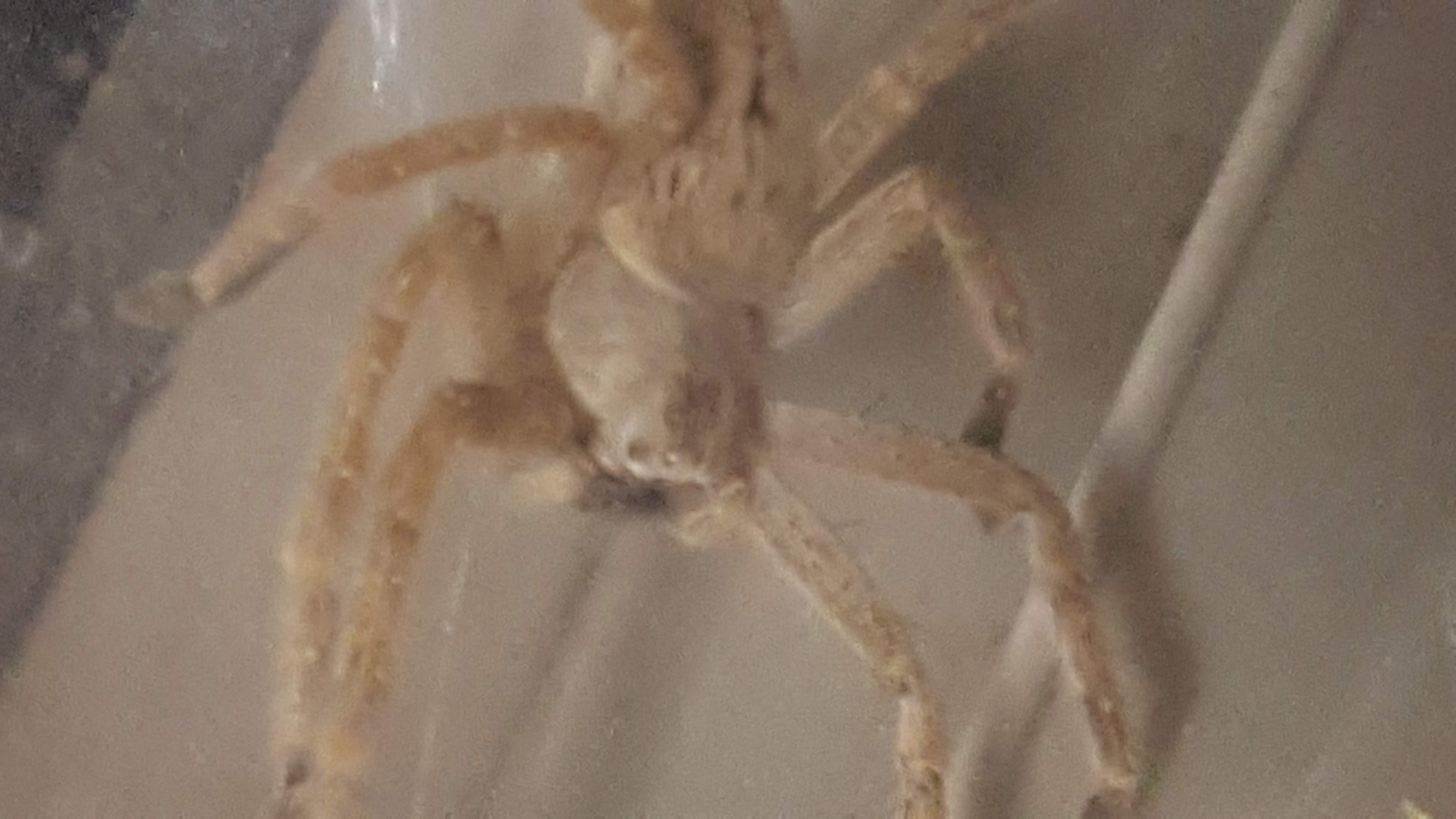 Picture of Olios giganteus (Giant Crab Spider) - Dorsal