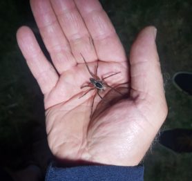 Picture of Dolomedes minor (Nursery Spider) - Dorsal