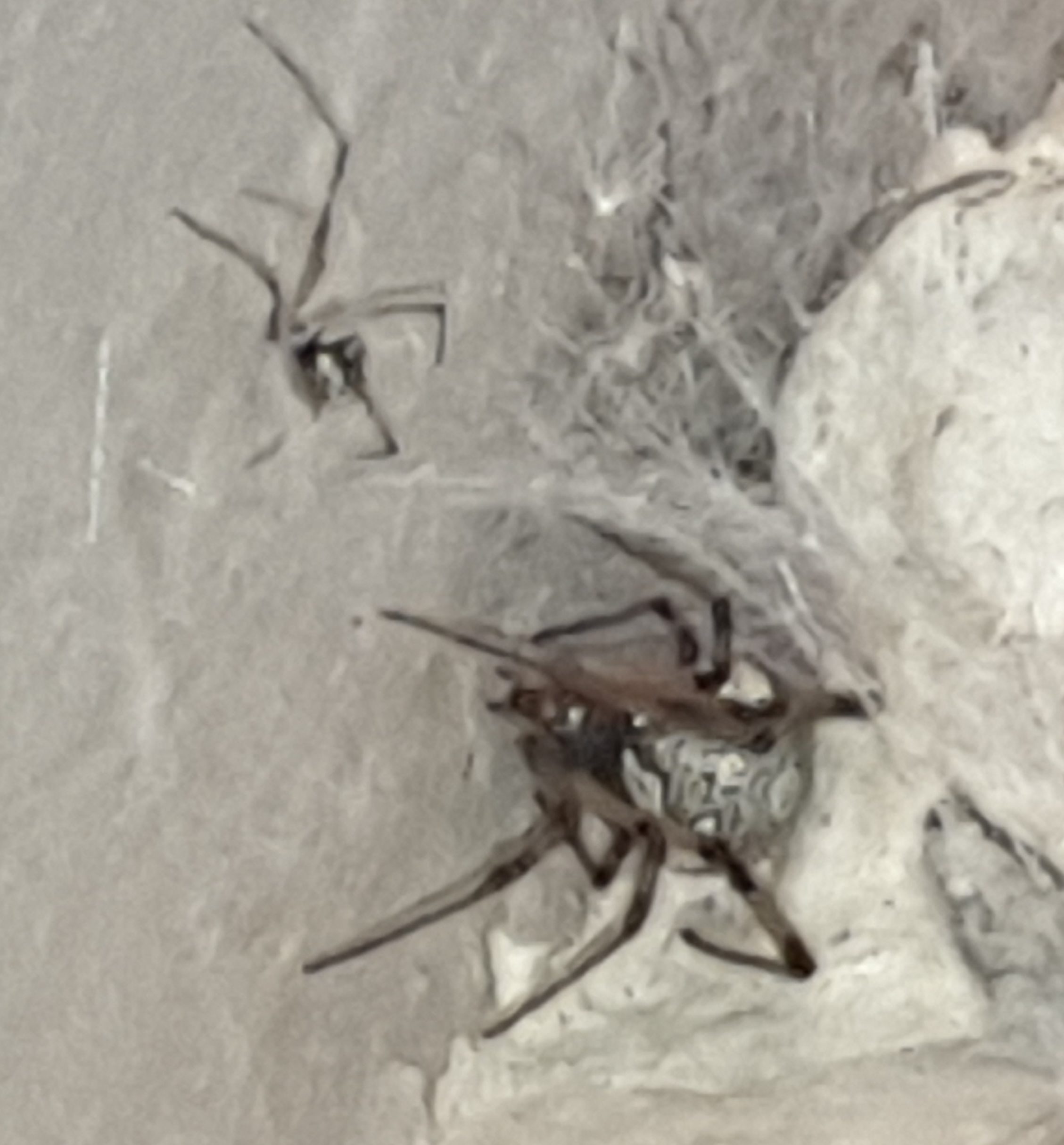 Picture of Latrodectus geometricus (Brown Widow Spider) - Dorsal,Webs