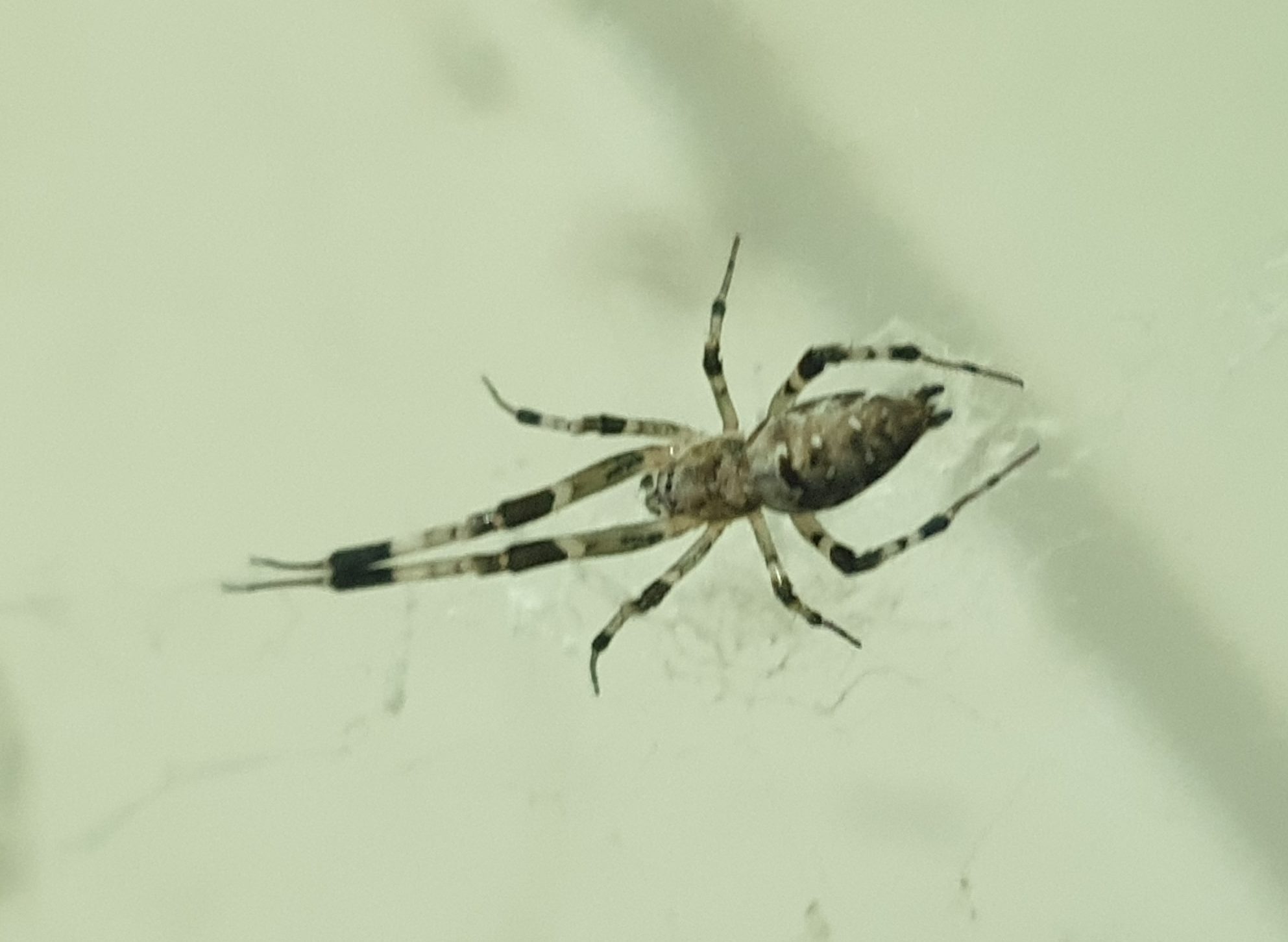 Picture of Zosis geniculata (Grey House Spider) - Dorsal
