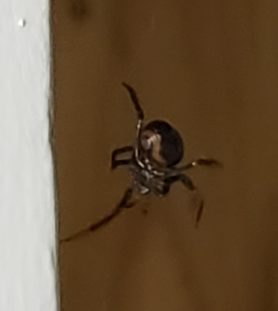 Picture of Steatoda spp. (False Widows) - Ventral
