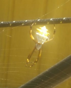 Picture of Argiope argentata (Silver Garden Spider) - Dorsal,Webs