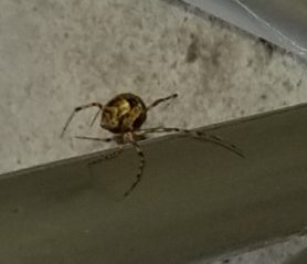 Picture of Parasteatoda tepidariorum (Common House Spider) - Dorsal