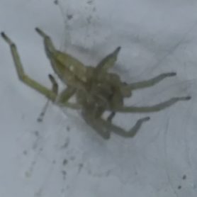 Picture of Cheiracanthium mildei (Long-legged Sac Spider) - Lateral