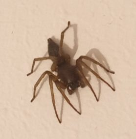 Picture of Clubiona spp. (Leaf-curling Sac Spiders) - Male - Dorsal