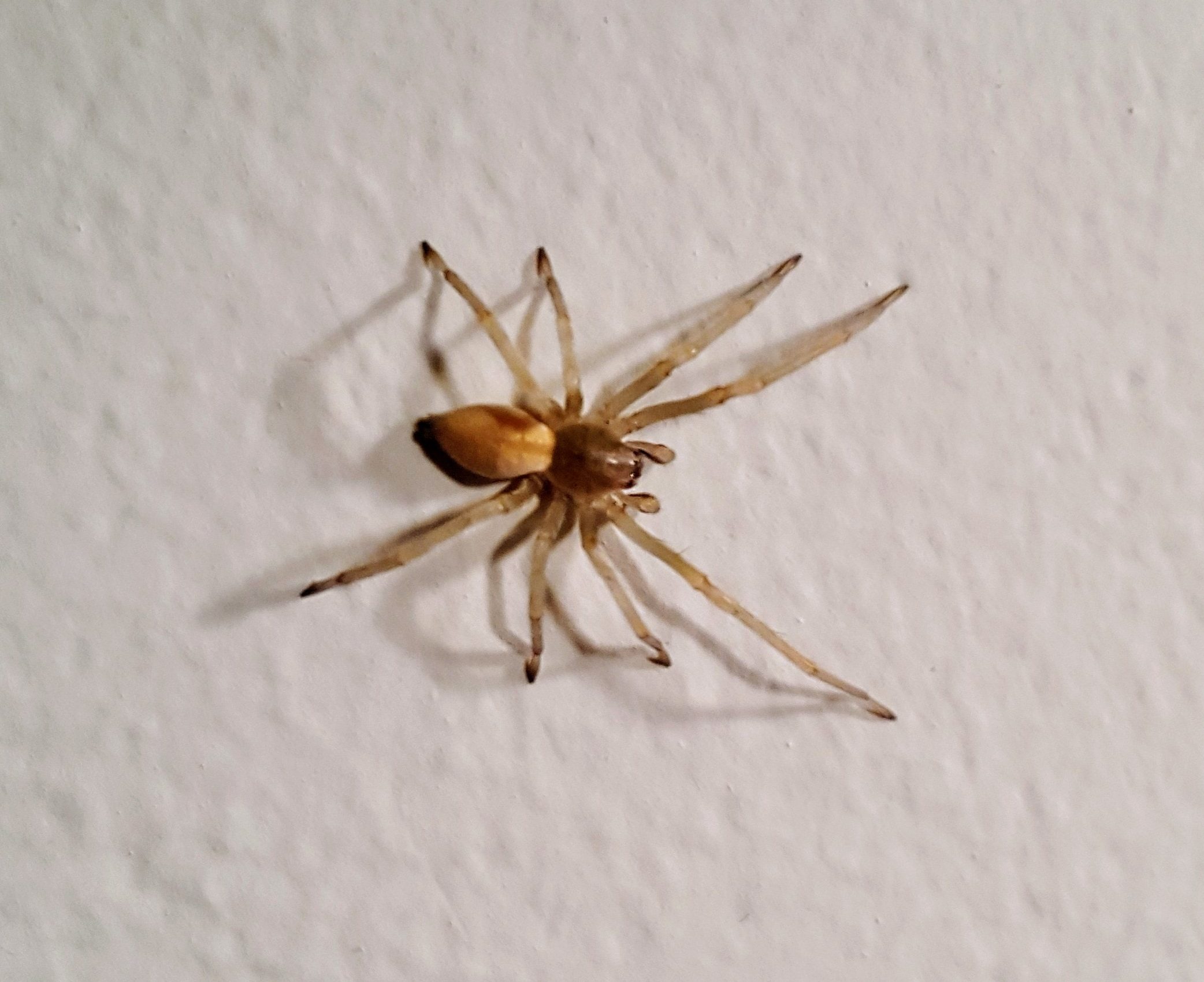 Picture of Cheiracanthium mildei (Long-legged Sac Spider) - Dorsal
