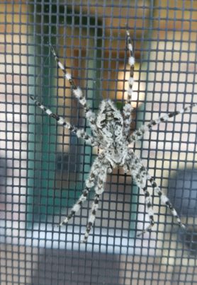 Picture of Dolomedes albineus (White-banded Fishing Spider)
