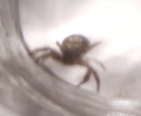 Picture of Thomisidae (Crab Spiders)