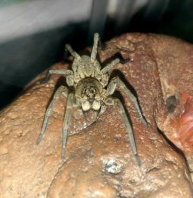 Picture of Lycosidae (Wolf Spiders) - Dorsal,Eyes