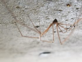 Picture of Pholcus phalangioides (Long-bodied Cellar Spider)