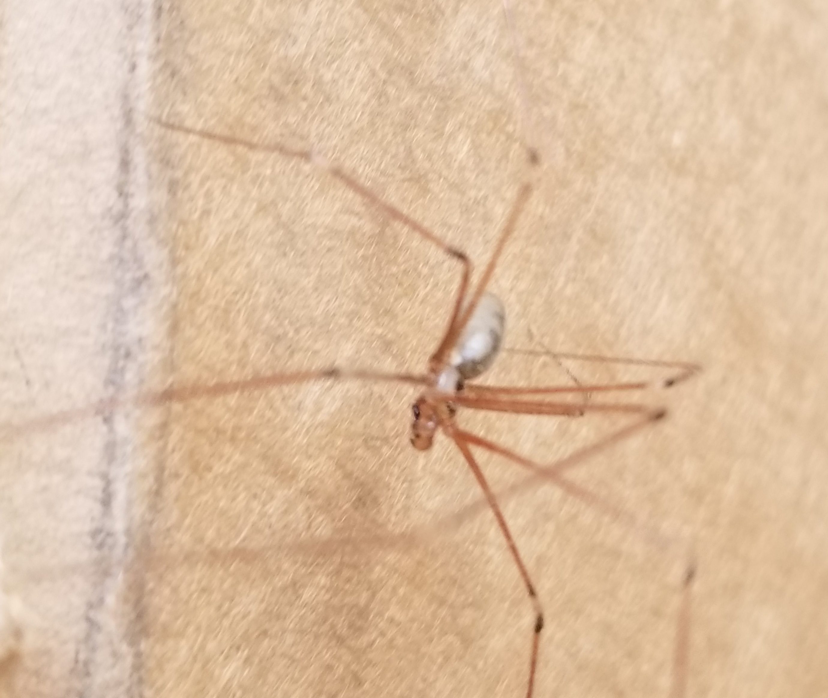 Picture of Pholcus phalangioides (Long-bodied Cellar Spider) - Male - Lateral