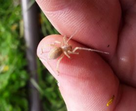 Picture of Cheiracanthium spp. (Long-legged Sac Spiders) - Lateral