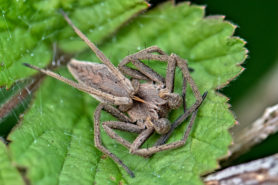 Picture of Pisaura mirabilis (European Nursery Web Spider) - Male - Dorsal