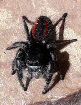 Picture of Phidippus johnsoni (Johnson Jumping Spider) - Dorsal