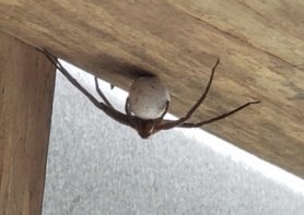 Picture of Pisaurina mira (Nursery Web Spider) - Female - Egg sacs