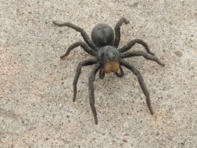 Picture of Geolycosa spp. (Burrowing Wolf Spiders) - Dorsal