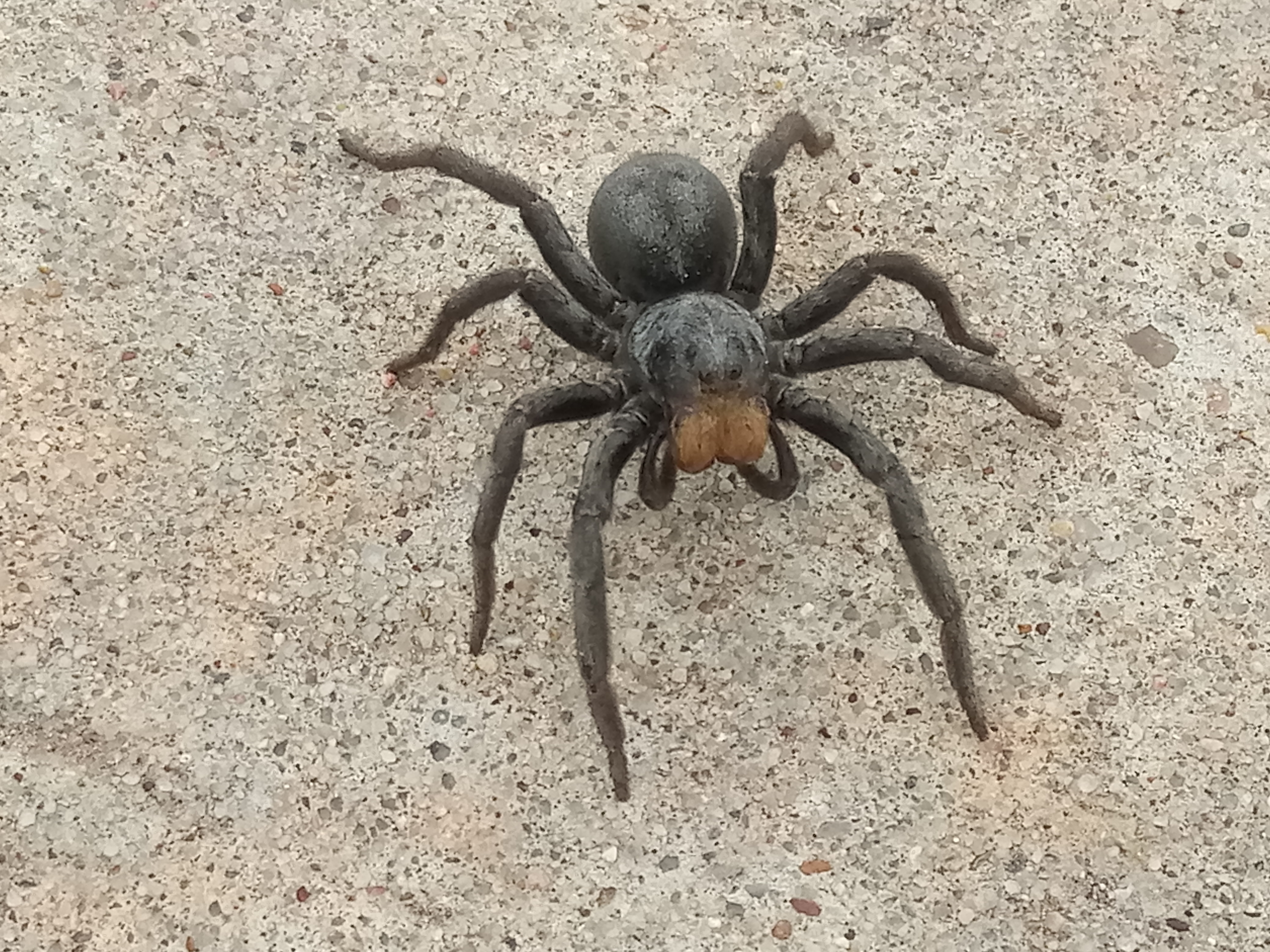 Picture of Geolycosa (Burrowing Wolf Spiders) - Dorsal