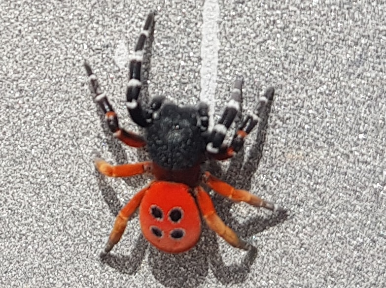 Picture of Eresus (Ladybird Spiders) - Dorsal