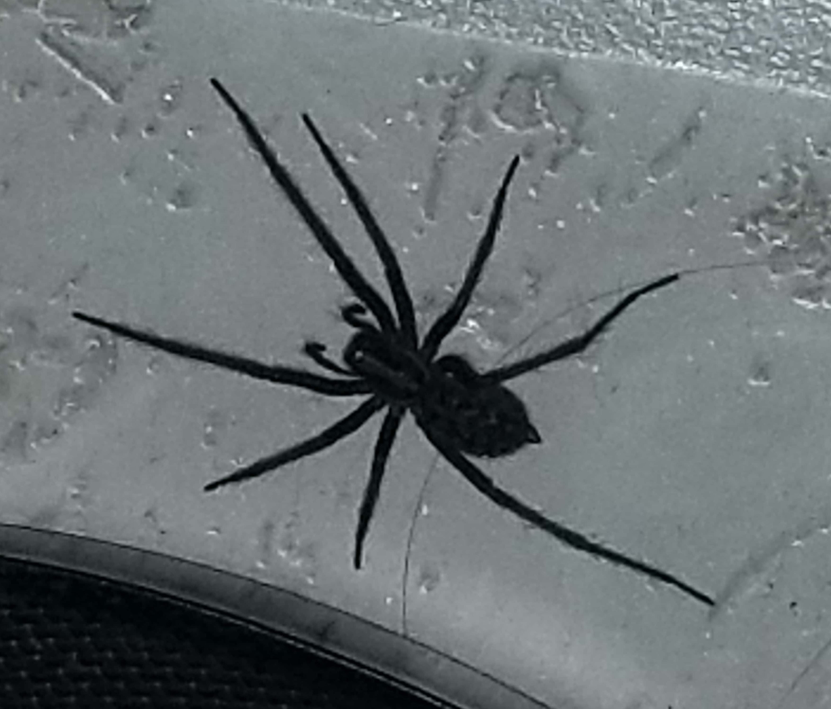 Picture of Eratigena atrica (Giant House Spider) - Dorsal