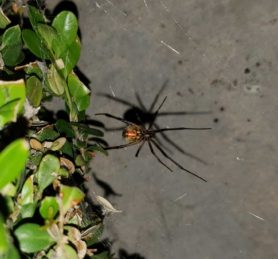 Picture of Latrodectus geometricus (Brown Widow Spider) - Ventral,Webs