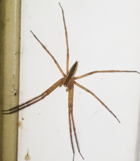 Picture of Pisaurina mira (Nursery Web Spider) - Dorsal