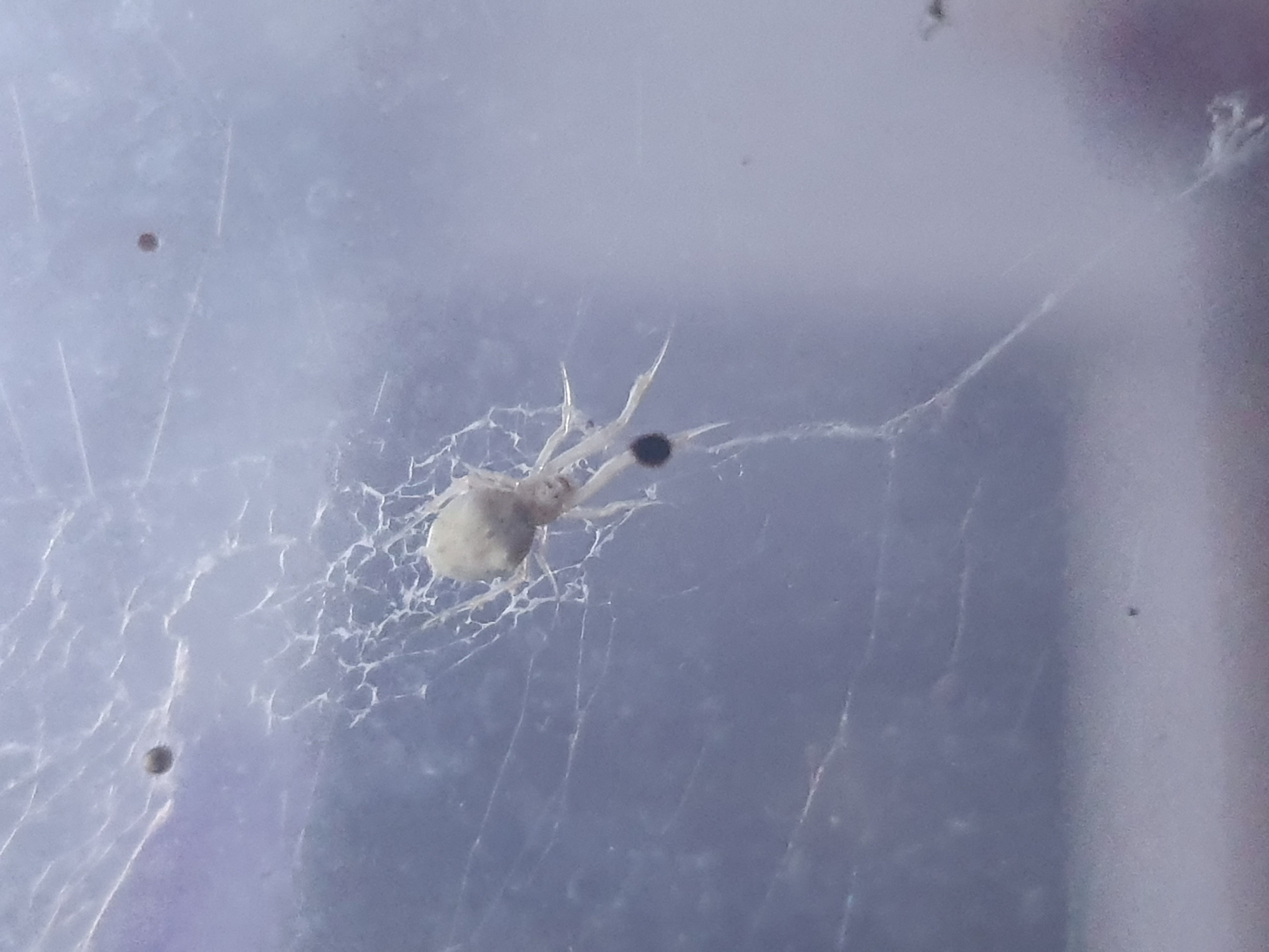 Picture of Uloboridae (Cribellate Orb-weavers) - Dorsal,Webs