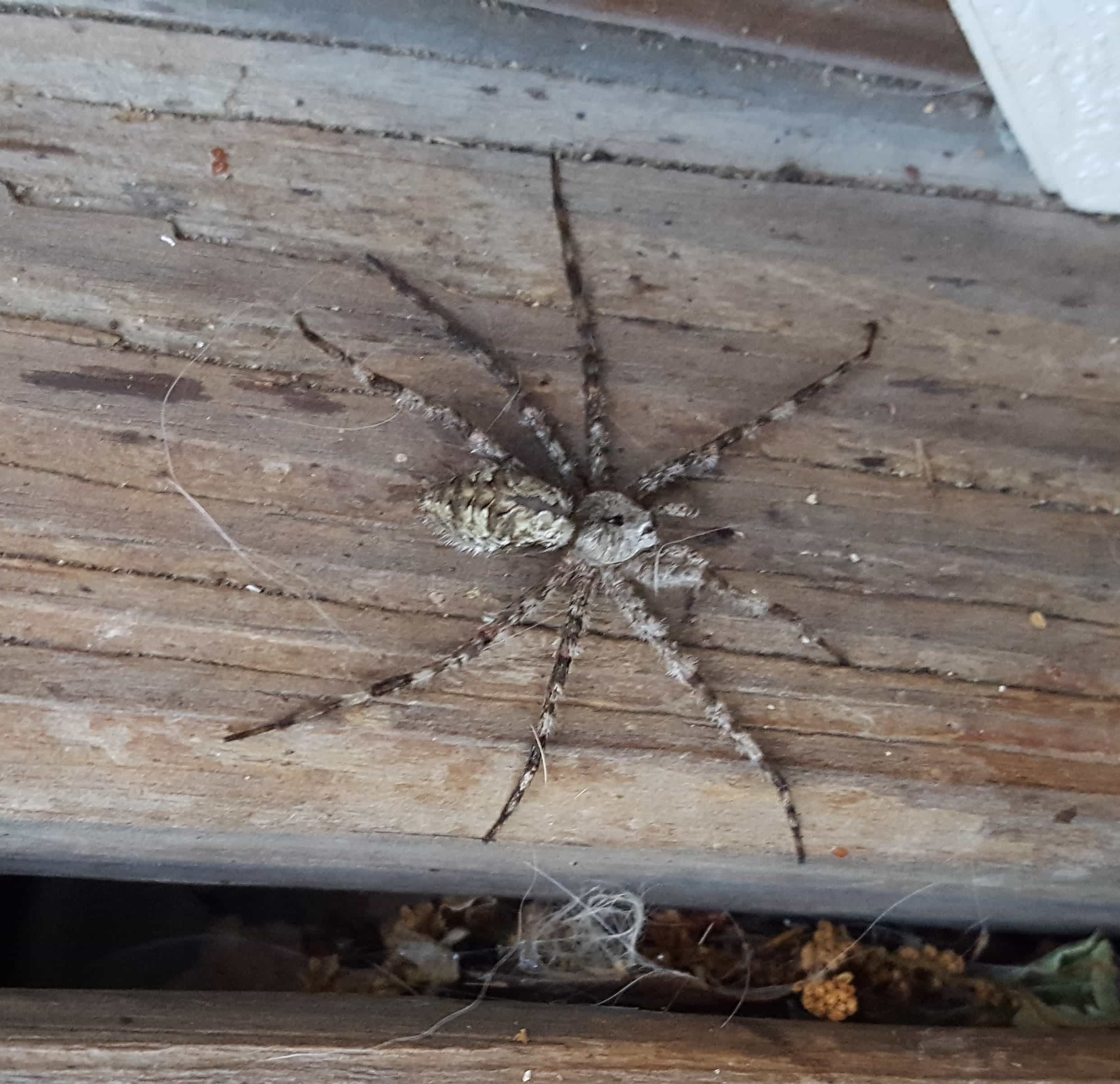 Picture of Dolomedes albineus (White-banded Fishing Spider) - Dorsal