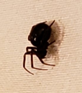 Picture of Steatoda spp. (False Widows) - Lateral