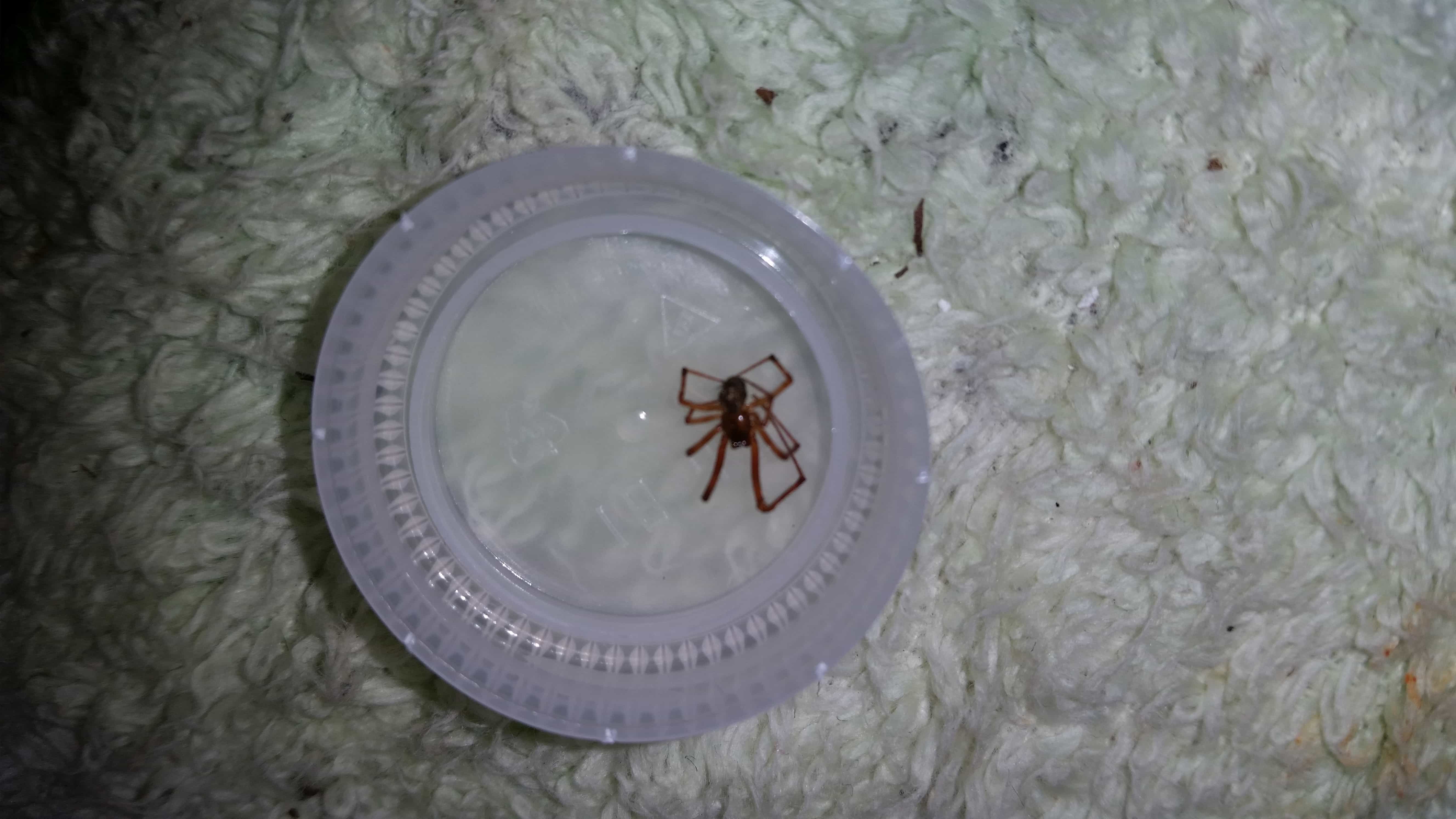 Picture of Parasteatoda tepidariorum (Common House Spider) - Male