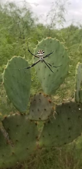 Picture of Argiope argentata (Silver Garden Spider) - Dorsal
