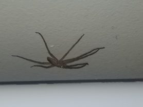 Picture of Pisaurina mira (Nursery Web Spider) - Lateral
