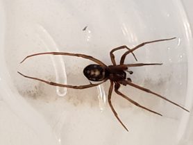 Picture of Steatoda grossa (False Black Widow) - Male - Dorsal
