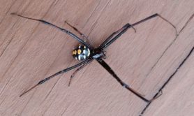 Picture of Latrodectus variolus (Northern Black Widow) - Male - Dorsal