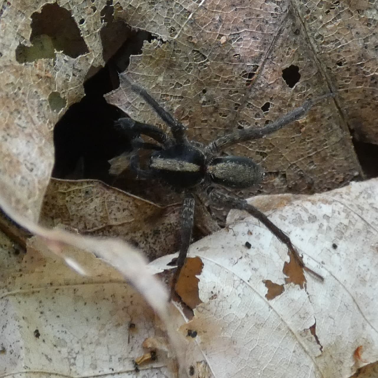 Picture of Schizocosa (Lanceolate Wolf Spiders) - Male - Dorsal