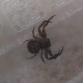 Picture of Bassaniana utahensis (Utah Crab Spider) - Dorsal