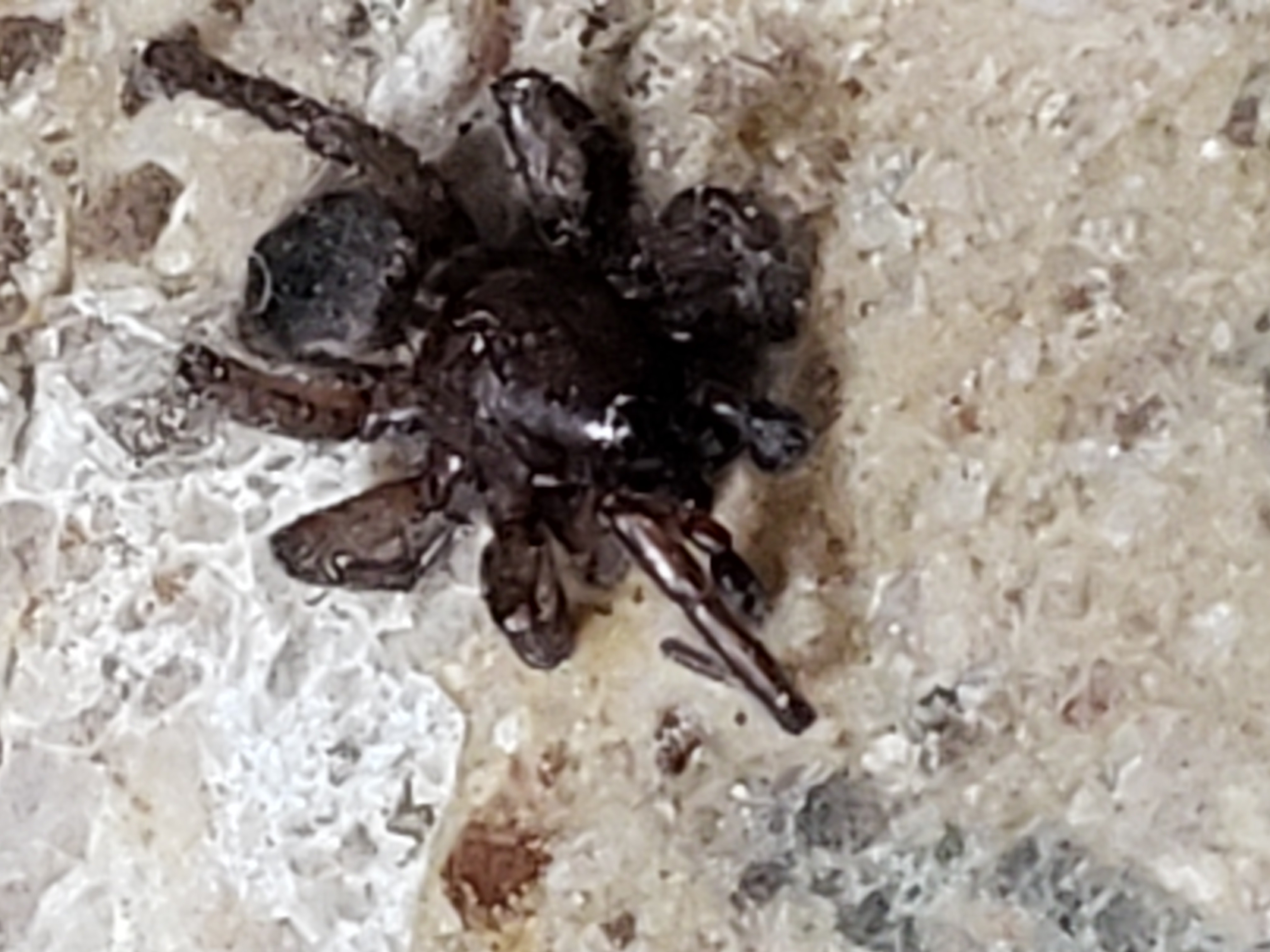 Picture of Gnaphosidae (Stealthy Ground Spiders)