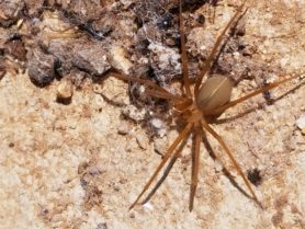 Picture of Loxosceles spp. (Recluse Spiders) - Dorsal