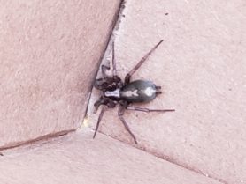 Picture of Herpyllus propinquus (Western Parson Spider) - Dorsal
